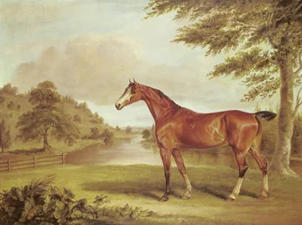 Brauner Jäger in einer bewaldeten Landschaft mit Fluss